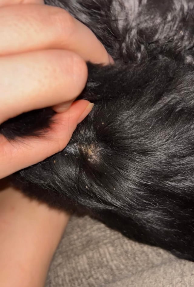 Cocker Spaniel Skin Problems
