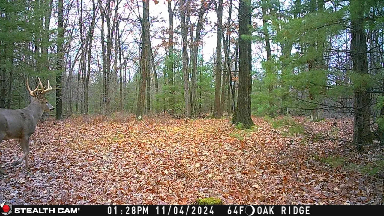 Stealth Cam Problems
