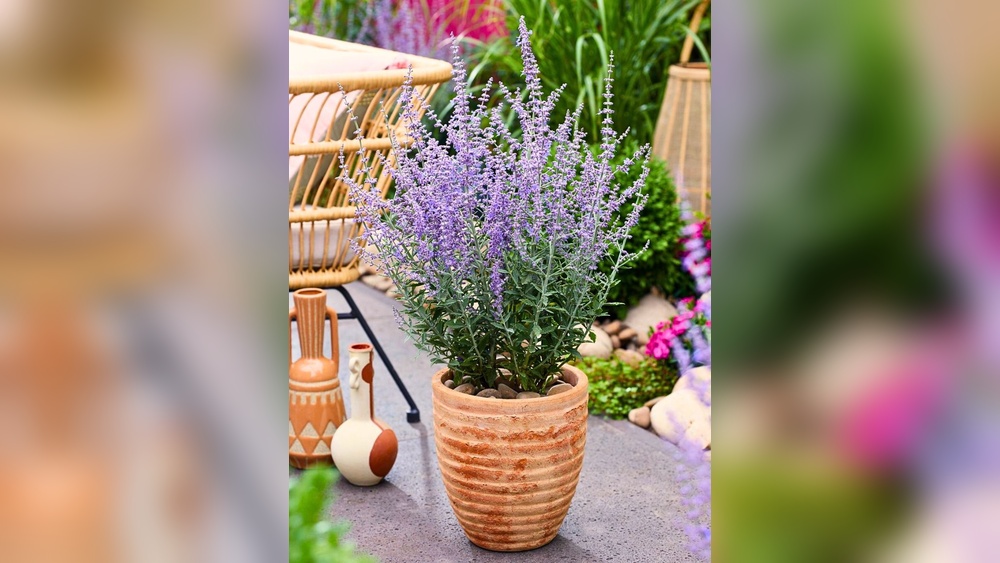 10 Full Sun Perennials For Low Maintenance Container Gardens Lazy Gardener Edition