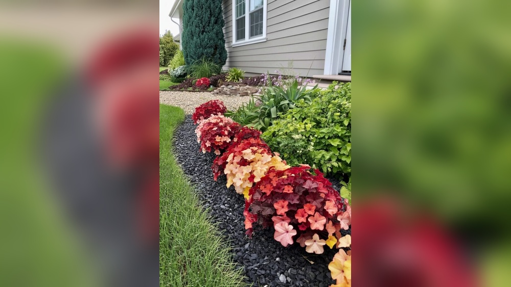 How A Humble Heuchera Can Redefine Your Front Yard